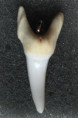 /products/zralok-mako-isurus-oxyrinchus-4/